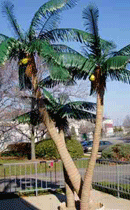 Artificial Palm Tree