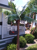 Palm Tree Mailbox