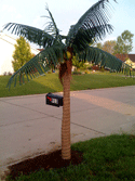 Palm Tree Mailbox