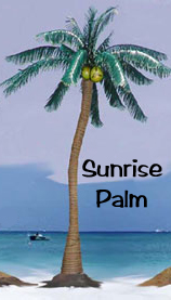 Sunrise Palm