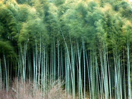 Bamboo Plantation
